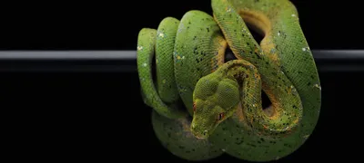 Organizational danger zones