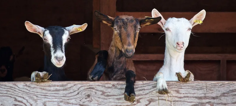 Goats