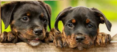 The best approach I've seen for hiring junior engineers