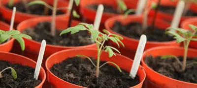 Uplevel your managers with Mini-M support groups