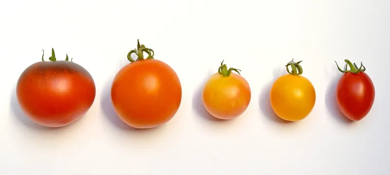Tomatoes