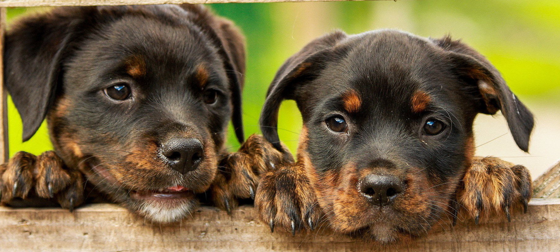 The best approach I've seen for hiring junior engineers